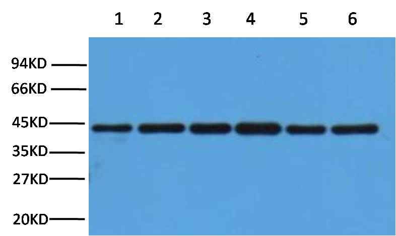 β-actin Rabbit pAb