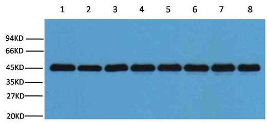 Plant-actin Rabbit pAb