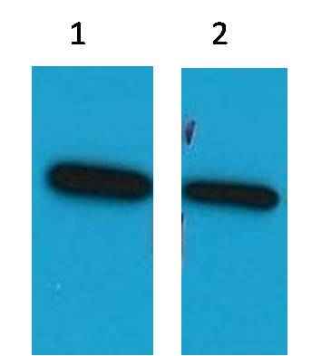 ECFP-Tag Mouse pAb