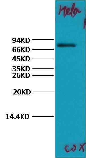 COX2/Cyclooxygenase 2 Rabbit pAb