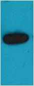 mOrange-Tag Rabbit pAb