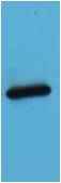 AmCyan-Tag Mouse pAb