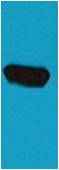 BFP-Tag Mouse pAb
