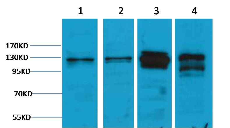 Vinculin Rabbit pAb