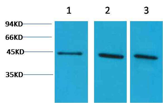 α-Skeletal Muscle Actin Rabbit pAb