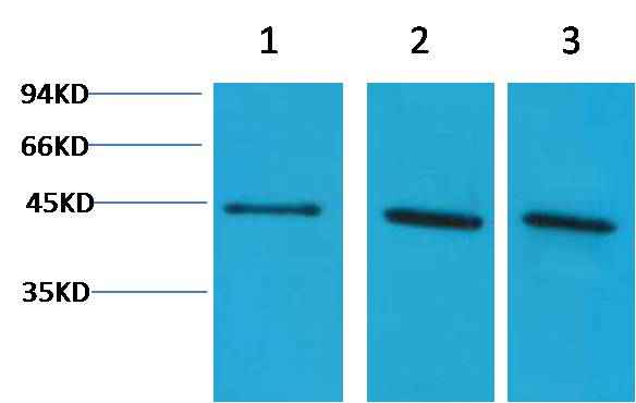 α-Skeletal Muscle Actin Rabbit pAb