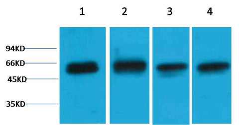 Akt3 Rabbit pAb