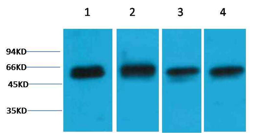 Akt3 Rabbit pAb