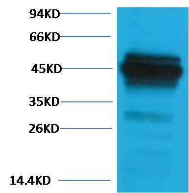 Cytokeratin 18 Rabbit pAb