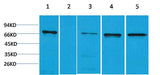 ZNF499 Rabbit pAb