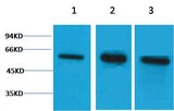 β Tubulin Rabbit pAb