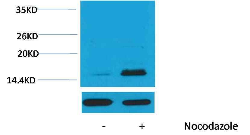 Histone H3(Phospho Thr32 ) Rabbit pAb