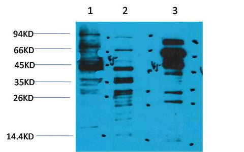 Acetyl Lysine Rabbit pAb