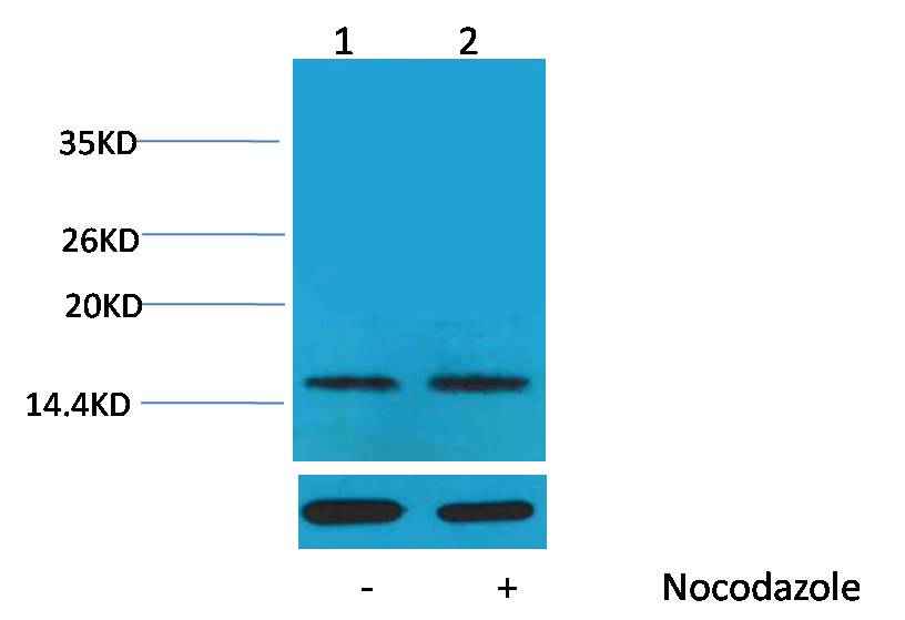 Histone H1(Phospho Thr17) Rabbit pAb