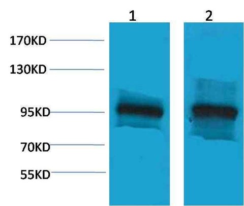 β-Catenin Rabbit pAb