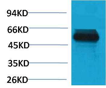 TRIM72/MG53 Rabbit pAb