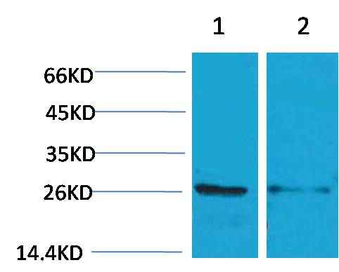14-3-3 epsilon Rabbit pAb