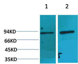 HIF-1 β/ARNT Rabbit pAb