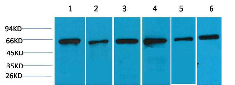 AMPK α2 Rabbit pAb