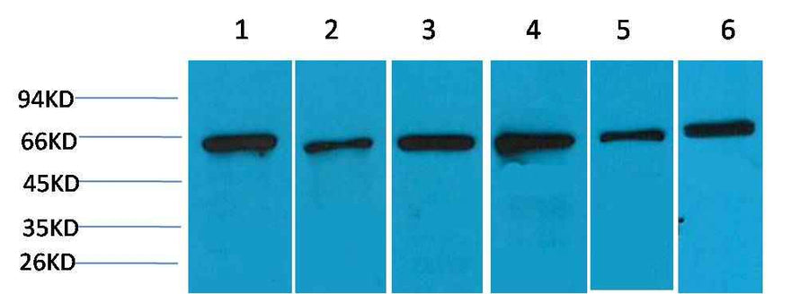AMPK α2 Rabbit pAb