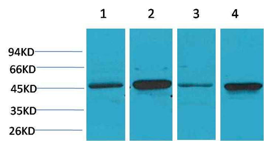 GSK 3β Rabbit pAb