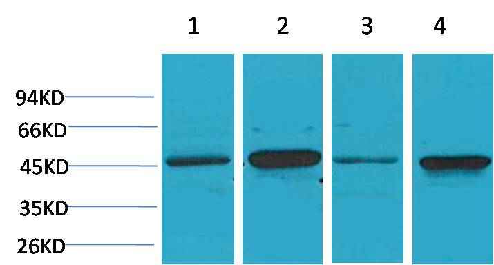 GSK 3β Rabbit pAb