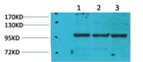 eEF1A2 binding protein Rabbit pAb