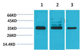 Cav γ4 Rabbit pAb 50µL/100µL