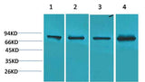 PI3 Kinase P85α Rabbit pAb