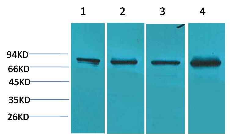 PI3 Kinase P85α Rabbit pAb