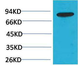 PI3 Kinase P85β Rabbit pAb