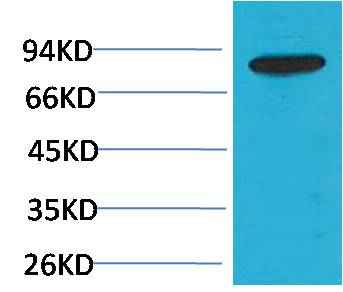 PI3 Kinase P85β Rabbit pAb