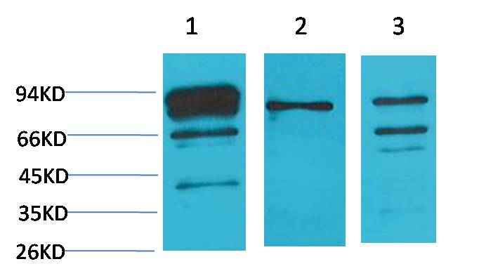 Calnexin Rabbit pAb