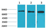 P70 S6 Kinase Rabbit pAb