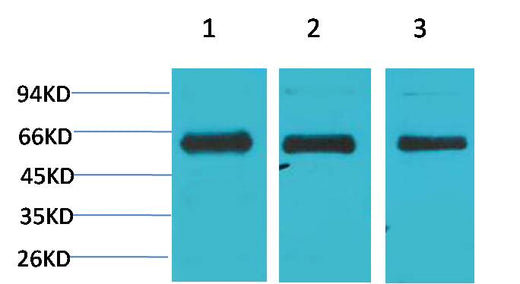 AMPKα1 Rabbit pAb 50µL/100µL