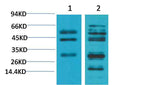 TGFβ1 Rabbit pAb