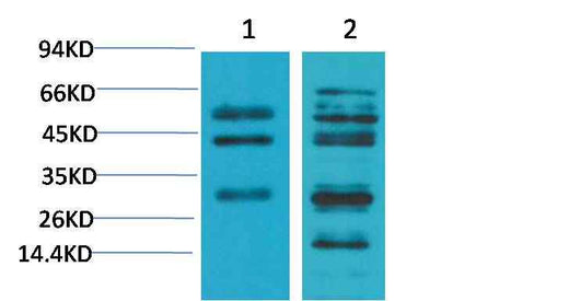 TGFβ1 Rabbit pAb