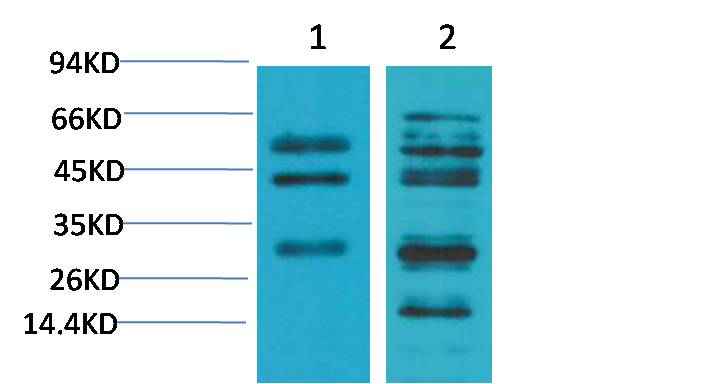 TGFβ1 Rabbit pAb