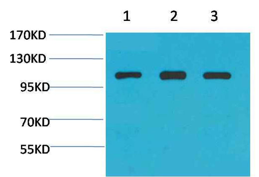 α-actinin Rabbit pAb