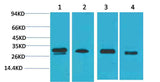 AMPKβ2 Rabbit pAb