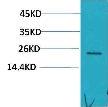 HSPB8/HSP22 Rabbit pAb