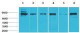 STAT5b Rabbit pAb