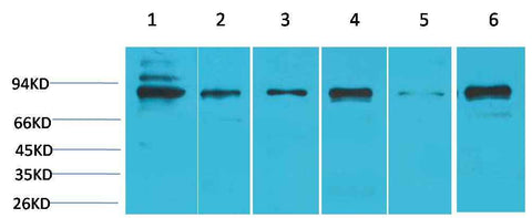 STAT5b Rabbit pAb
