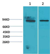 STAT5a Rabbit pAb