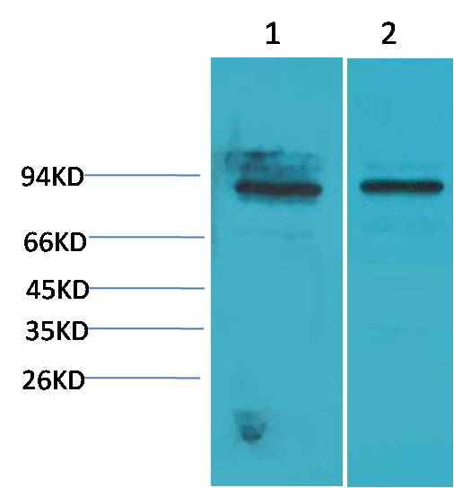 STAT5a Rabbit pAb