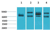 Nrf2 Rabbit pAb