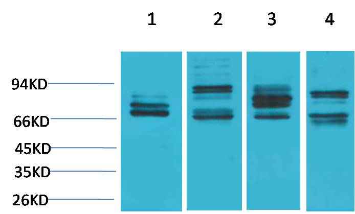 Nrf2 Rabbit pAb