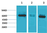 Bestrophin-1 Rabbit pAb