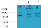 Glutamate Receptor 1 Rabbit pAb