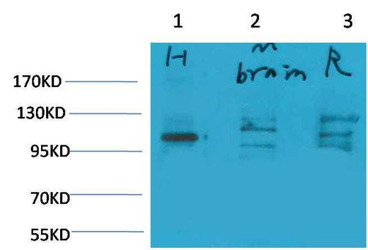 Glutamate Receptor 1 Rabbit pAb